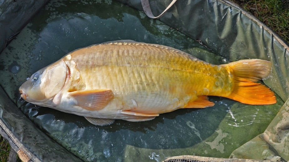 abhakmatte karpfen