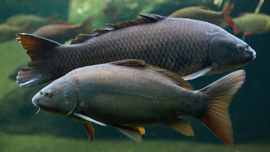 Karpfen (Cyprinus Carpio) » Steckbrief, Zuchtformen & Mehr.